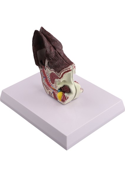 Köpek Kulak Lezyonu Hayvan Anatomisi Modeli (Yurt Dışından)