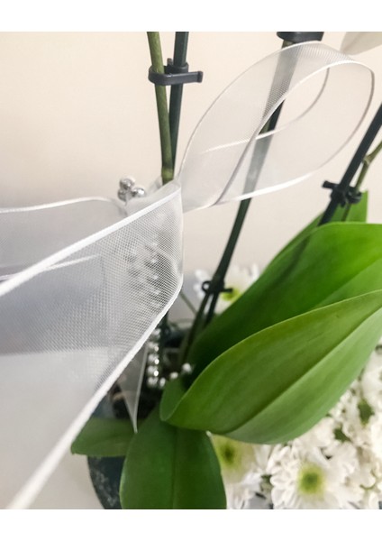 - Seramik Vazoda Çift Dal Mini Beyaz Orkide fiyatları