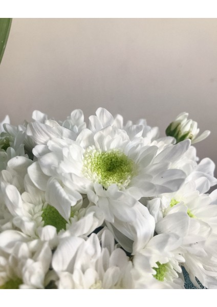 - Seramik Vazoda Çift Dal Mini Beyaz Orkide modelleri