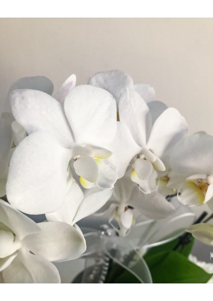 - Seramik Vazoda Çift Dal Mini Beyaz Orkide fırsatları