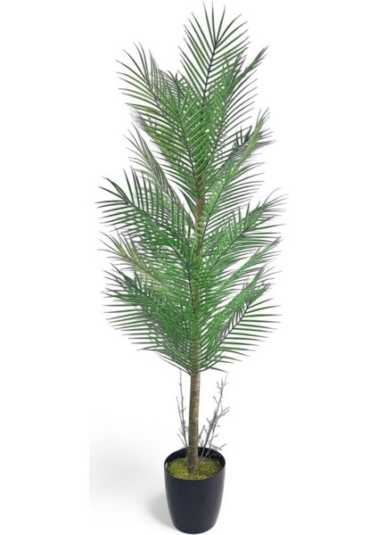 Yapay Ağaç Palmiye 155*50CM 30YAPRAK Areka Ağacı Siyah Saksıda Tek Gövdeli