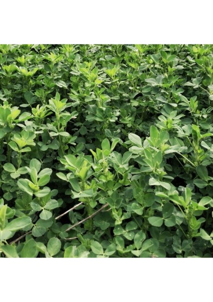 Yonca Tohumu 1 kg