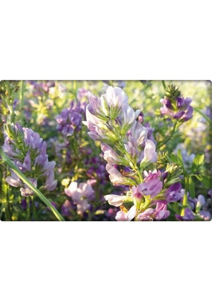 Yonca Tohumu- Kayseri Kaplamalı Yonca Tohumu 1 kg fiyatları