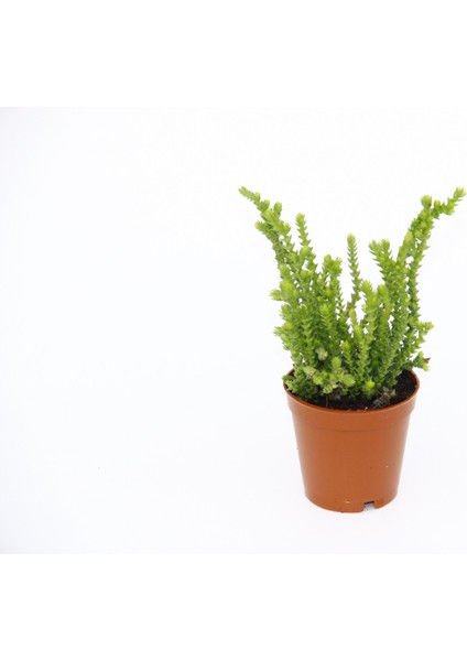 Crassula Muscosa Sukulent Teraryum Bitkisi 10'lu