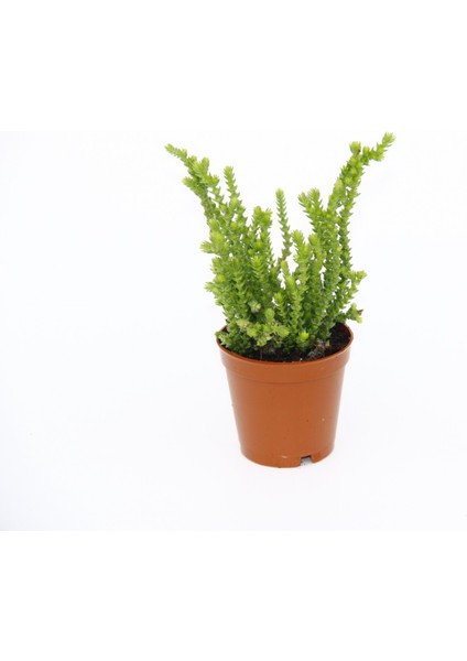 Crassula Muscosa Sukulent Teraryum Bitkisi 10'lu