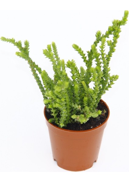 Crassula Muscosa Sukulent Teraryum Bitkisi 10'lu