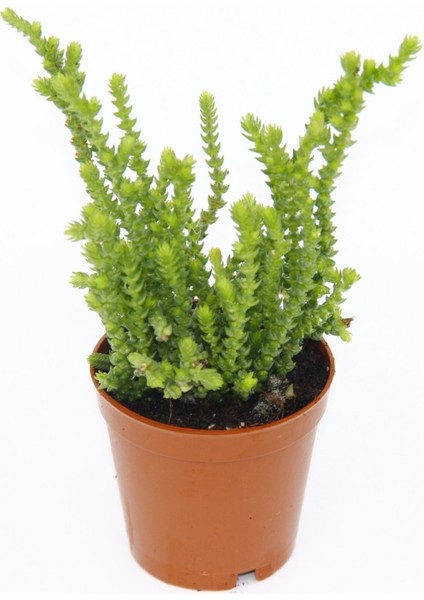 Crassula Muscosa Sukulent Teraryum Bitkisi 10'lu