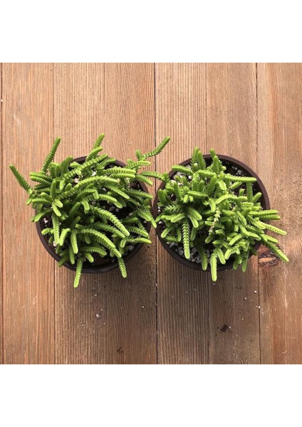 Crassula Muscosa Sukulent Teraryum Bitkisi 10'lu
