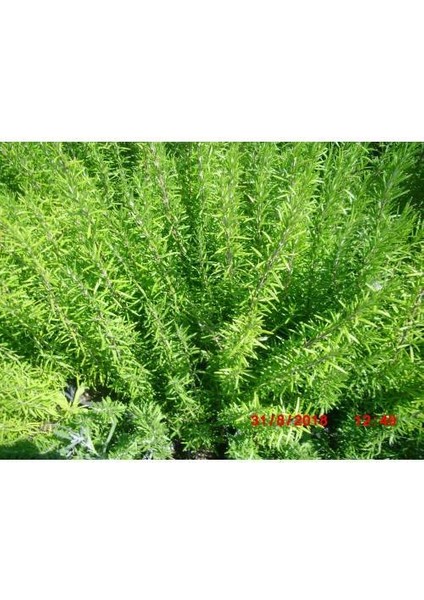 Biberiye Rosmarinus - Kokulu Aromatik Bitki 30 Adet