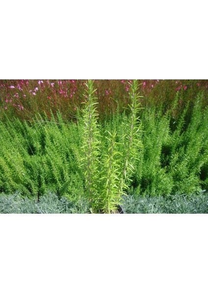 Biberiye Rosmarinus - Kokulu Aromatik Bitki 30 Adet