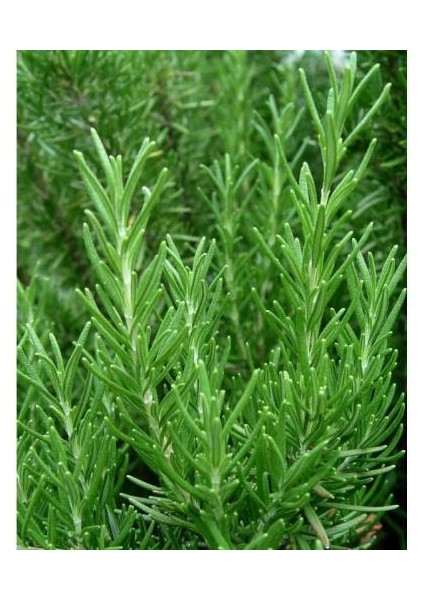 Biberiye Rosmarinus - Kokulu Aromatik Bitki 10 Adet