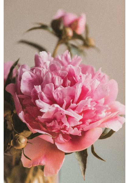 PEONY&ROSE 500 ML ODA SPREYİ