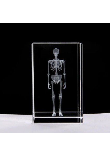 3D Kristal Insan Iskeleti Modeli