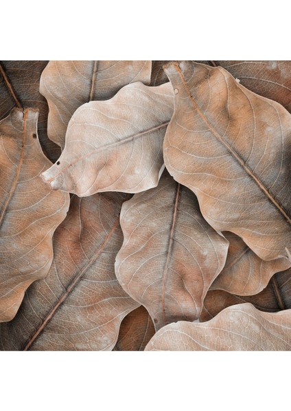 |krem-Bej Renk Yaprak Kombini |temperli Çerçeveli Cam Tablo 2li Dikey modelleri