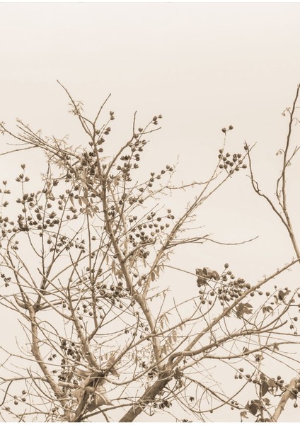 |soft Bej-Krem Renk Çiçekler Kombini 01 |çerçeveli Cam Tablo 2li Dikey fiyatları