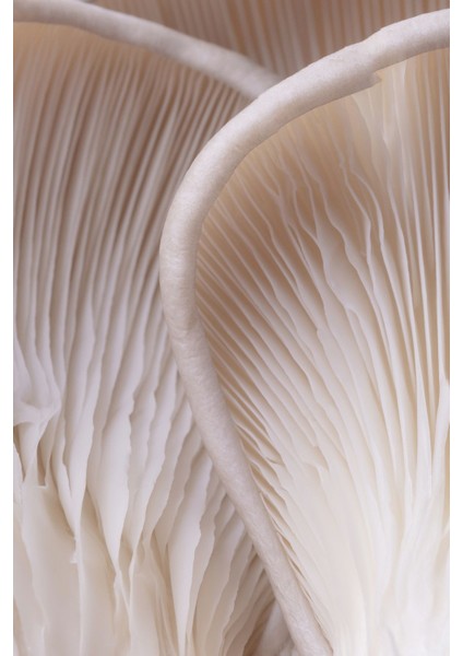 |krem-Bej Renk Yaprak Kombini |temperli Çerçeveli Cam Tablo 2li Dikey fiyatları