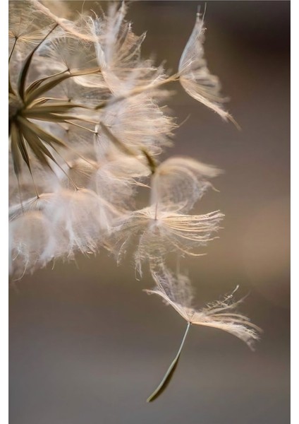 |soft Krem Bej Karahindiba ve Püskül Kombini |çerçeveli Cam Tablo 2li Dikey fiyatları