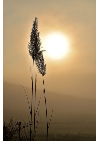 |soft Krem Bej Karahindiba ve Püskül Kombini |çerçeveli Cam Tablo 2li Dikey modelleri