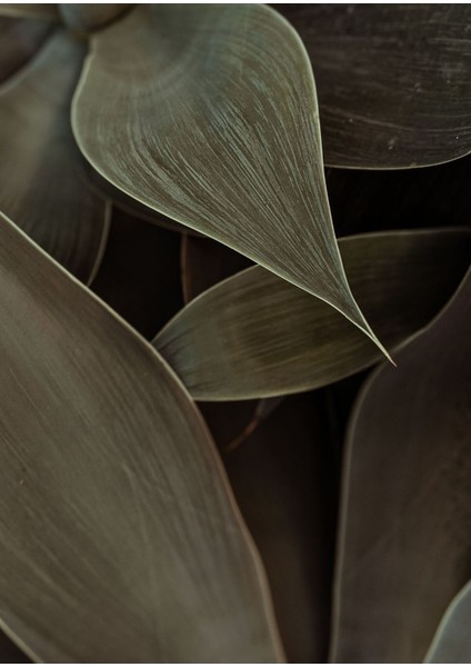 |koyu Yeşil Yapraklar|çerçeveli Cam Tablo 2li Dikey fiyatları