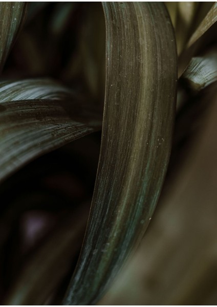 |koyu Yeşil Yapraklar|çerçeveli Cam Tablo 2li Dikey modelleri