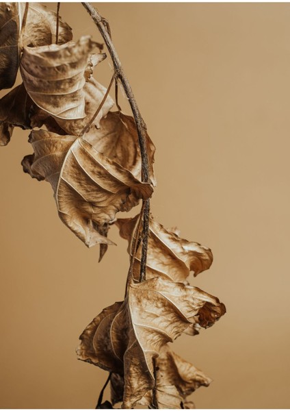 |soft Kahverengi Yapraklı Kombin 01|çerçeveli Cam Tablo 2li Dikey fiyatları