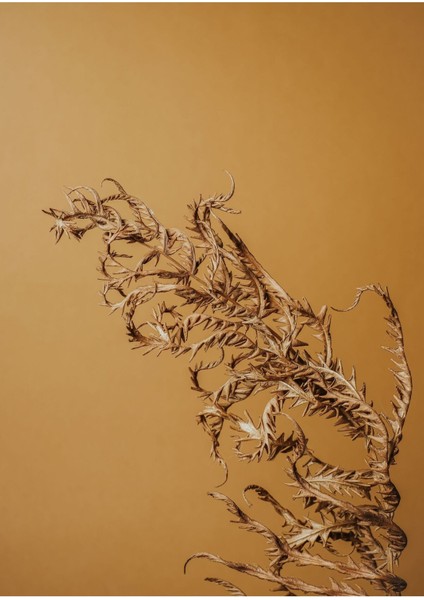 |soft Kahverengi Yapraklı Kombin 01|çerçeveli Cam Tablo 2li Dikey modelleri