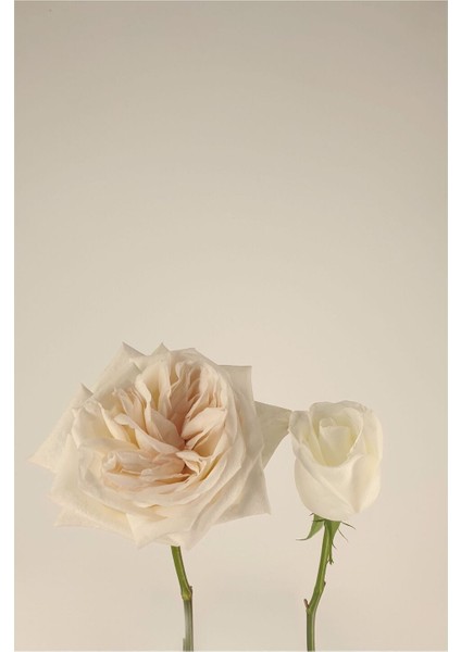 |soft Bej Renk Çiçekler Kombini 02 |çerçeveli Cam Tablo 2li Dikey fiyatları