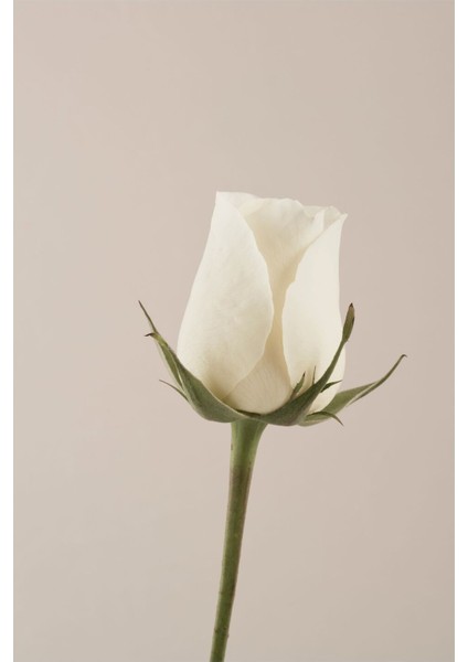 |soft Bej Renk Çiçekler Kombini 02 |çerçeveli Cam Tablo 2li Dikey modelleri