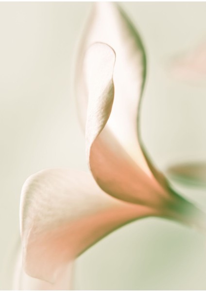 |soft Krem Gül Kombini 1|çerçeveli Cam Tablo 2li Dikey fiyatları