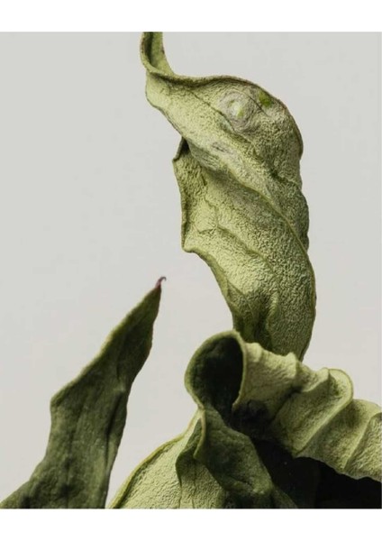 |yeşil Krem Çiçek Kombini Yeni 1 |çerçeveli Cam Tablo 2li Dikey modelleri