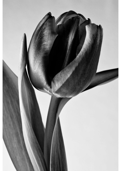 |beyaz-Siyah Çiçek Kombini Yeni 02 |çerçeveli Cam Tablo 2li Dikey fiyatları