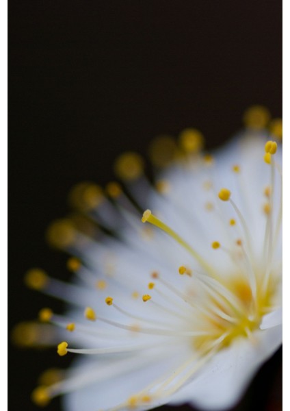 |sarı Beyaz Soft Çiçek Kombin 1|çerçeveli Cam Tablo 2li Dikey fiyatları