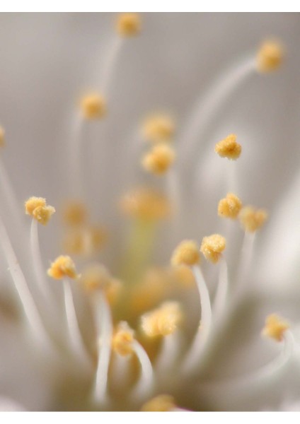 |sarı Beyaz Soft Çiçek Kombin 1|çerçeveli Cam Tablo 2li Dikey modelleri