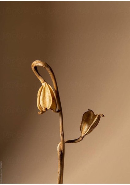 |kahverengi Kuru Çiçek Kombini |çerçeveli Cam Tablo 2li Dikey fiyatları