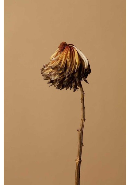 |kahverengi Kuru Çiçek Kombini |çerçeveli Cam Tablo 2li Dikey modelleri