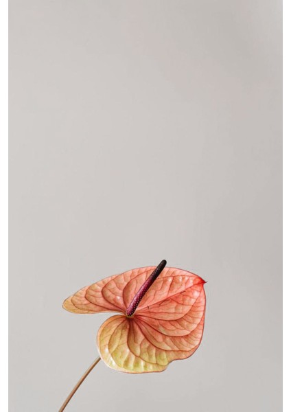 |turuncu-Mor Renk Çiçek Kombini Yeni|çerçeveli Cam Tablo 2li Dikey modelleri