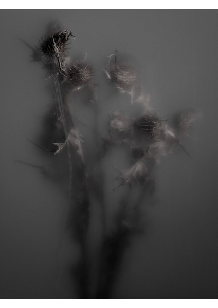 |sisli Koyu Bitki Komibini 01 |çerçeveli Cam Tablo 2li Dikey fiyatları