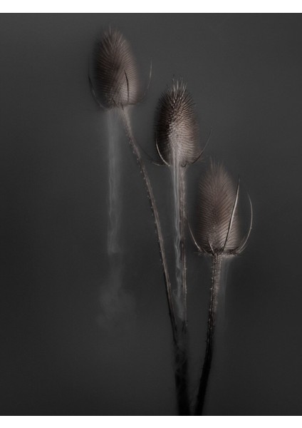 |sisli Koyu Bitki Komibini 01 |çerçeveli Cam Tablo 2li Dikey modelleri