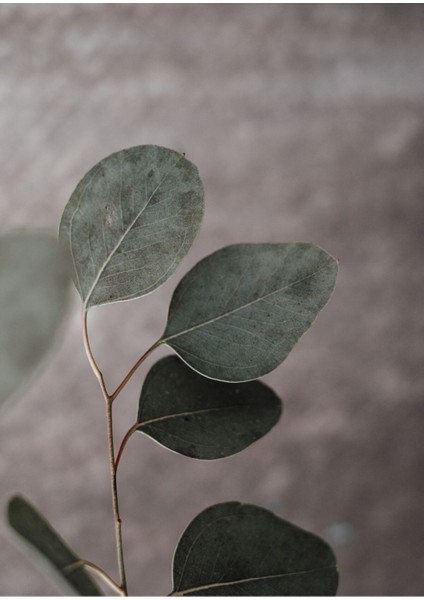 |yeşil Yaprak Dalları Kombini 02 |çerçeveli Cam Tablo 2li Dikey fiyatları