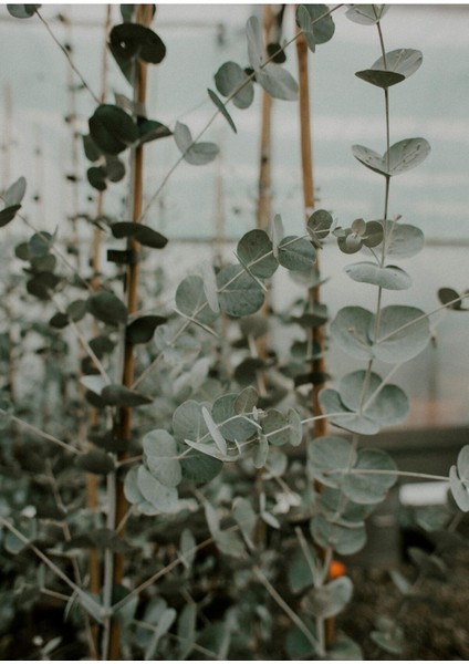 |yeşil Yaprak Dalları Kombini 02 |çerçeveli Cam Tablo 2li Dikey modelleri