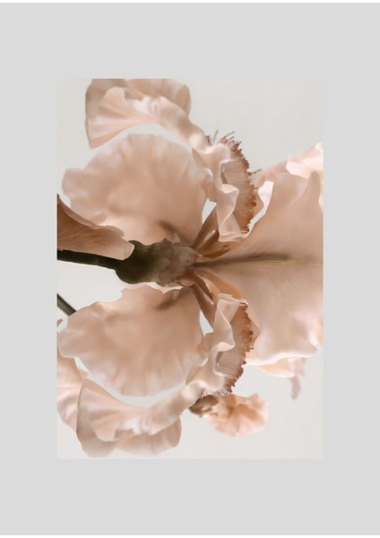 |ekru Krem Soft Renk Yapraklı Çiçekler |çerçeveli Cam Tablo 2li Dikey indirimleri