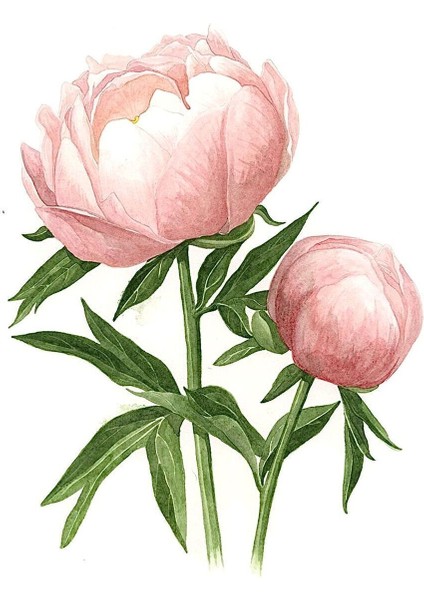 |yeşil-Beyaz-Pembe Çiçek Kombini 03 |çerçeveli Cam Tablo 2li Dikey fiyatları