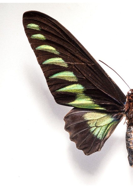 |beyaz-Gold Kelebek Kanatları Kombini 01 |çerçeveli Cam Tablo 2li Dikey fiyatları