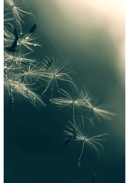 |soft Turkuaz Renk Karahinda Kombini |çerçeveli Cam Tablo 2li Dikey fiyatları