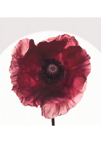 |bordo Gelincik Çiçeği Kombini 01 |çerçeveli Cam Tablo 2li Dikey fiyatları