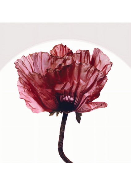 |bordo Gelincik Çiçeği Kombini 01 |çerçeveli Cam Tablo 2li Dikey modelleri