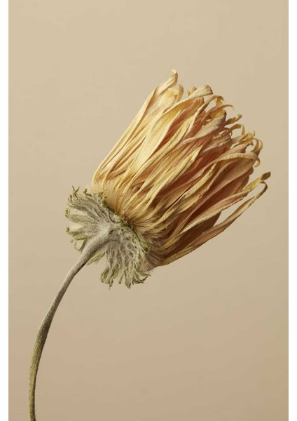 |bej Renk Çiçek Kombini Yeni 002 |çerçeveli Cam Tablo 2li Dikey modelleri