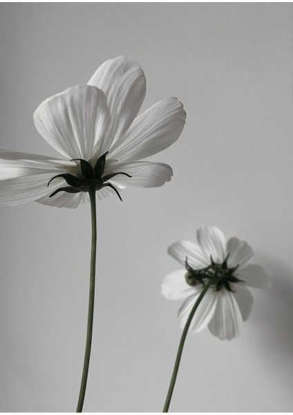 |soft Gri-Beyaz Çiçek Kombini 02 |çerçeveli Cam Tablo 2li Dikey fiyatları