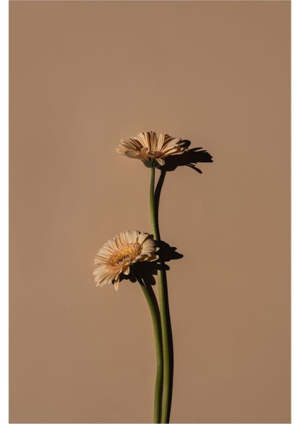 |h&krem Soft Renk Papatya Çiçeği |çerçeveli Cam Tablo 2li Dikey fiyatları