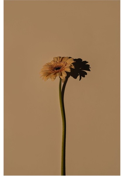 |h&krem Soft Renk Papatya Çiçeği |çerçeveli Cam Tablo 2li Dikey modelleri